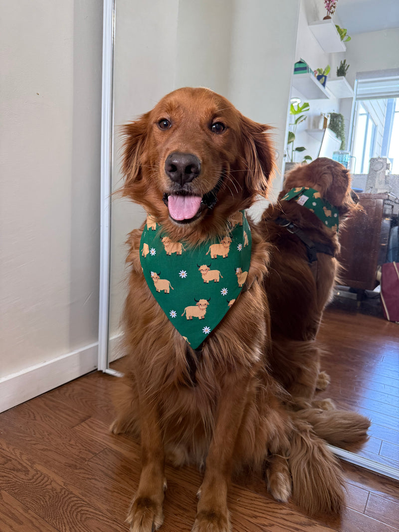 Highland Cattle Bandana
