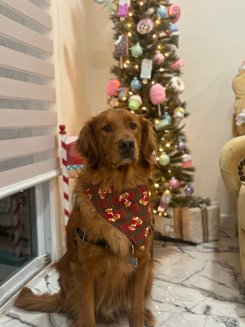 Winter Teddy Bandana