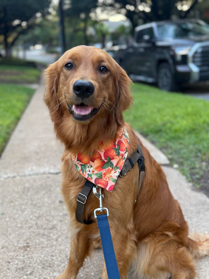 The Citrus Bandana