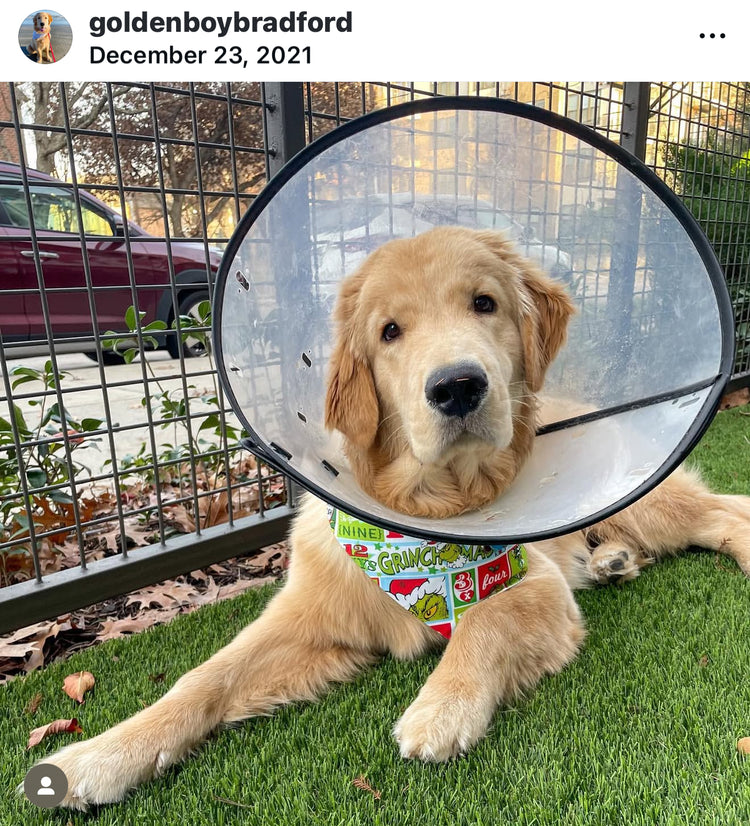 The Grinchmas Bandana