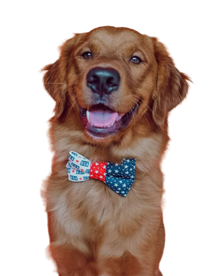 Happy golden retriever wearing a red, white and blue bow tie