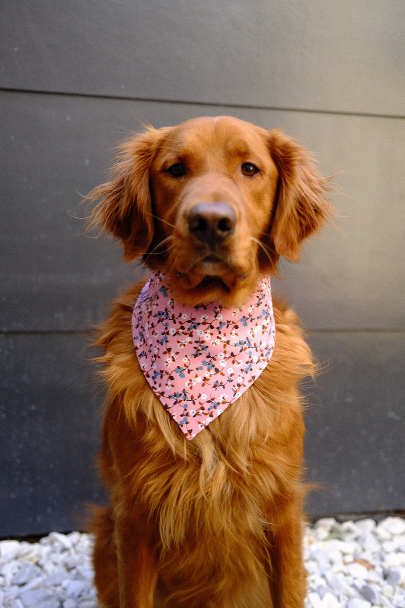 Birds of Paradise Bandana