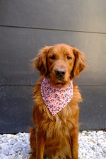 Birds of Paradise Bandana